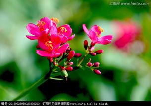 红花的个人资料,梦想绽放的青春故事